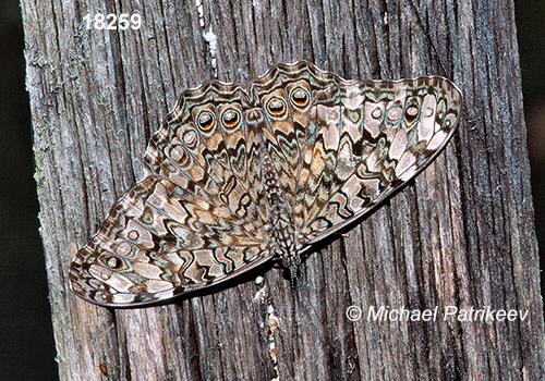 Gray Cracker (Hamadryas februa) 